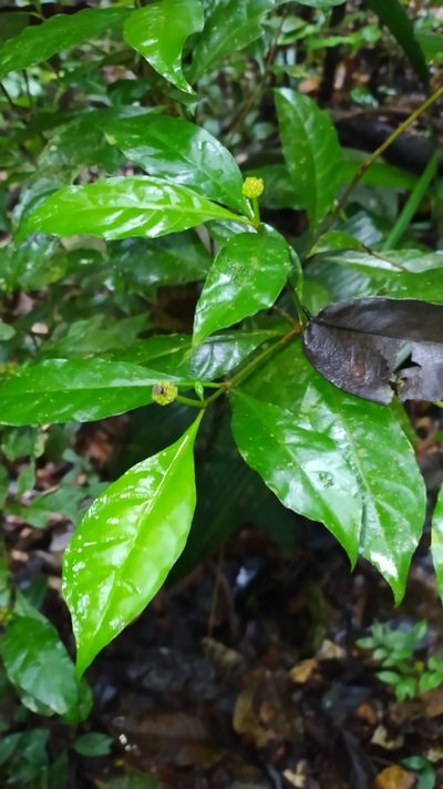 Eumachia guianensis, photographed by Guillaume Delaitre