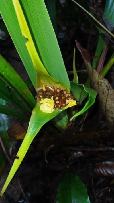 Rapatea paludosa, photographed by Guillaume Delaitre