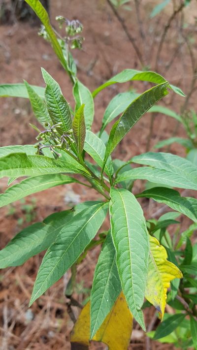 Solanum aligerum, photographed by Eugenio Padilla