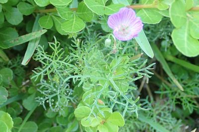 Geranium incanum, photographed by Andrew Deacon