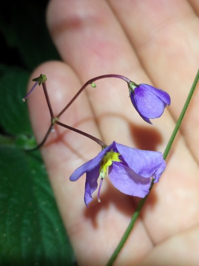 Boea hygroscopica, photographed by Matthew Borella