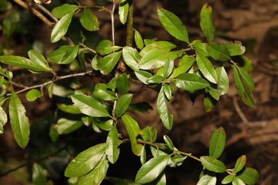 Pyracantha coccinea, photographed by Stephen James McWilliam