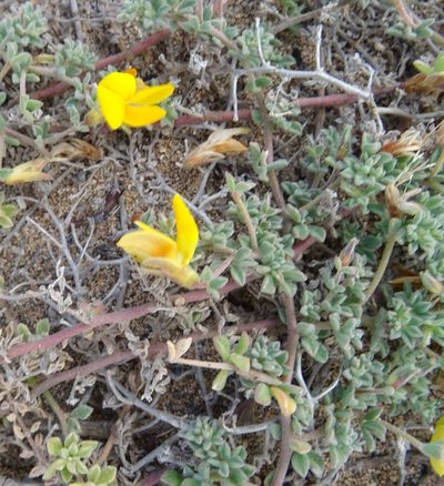Lotus arinagensis, photographed by wormsy