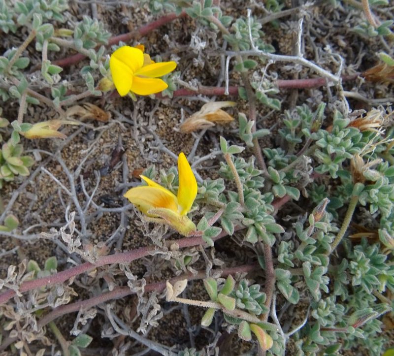 Lotus arinagensis, photographed by wormsy