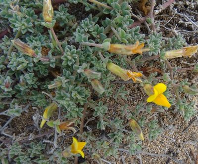 Lotus arinagensis, photographed by wormsy