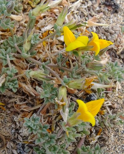 Lotus arinagensis, photographed by wormsy