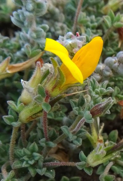 Lotus arinagensis, photographed by wormsy