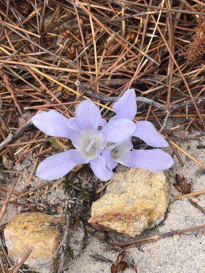 Roella arenaria, photographed by Charleen Brunke