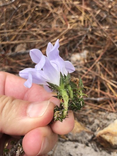 Roella arenaria, photographed by Charleen Brunke
