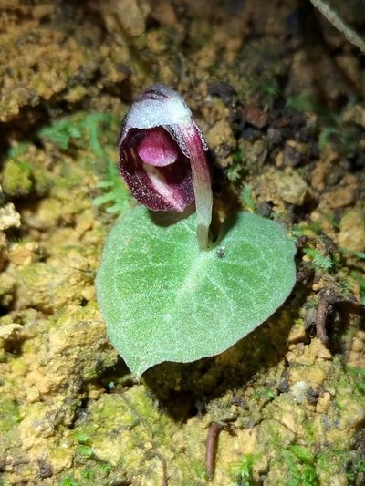 Corybas abellianus, photographed by Matthew Borella