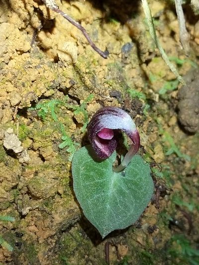 Corybas abellianus, photographed by Matthew Borella