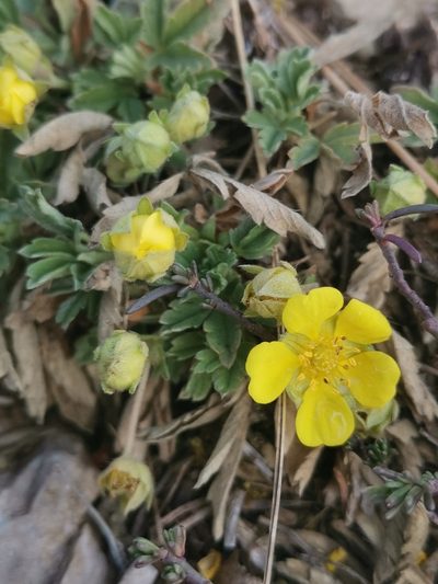 Potentilla tommasiniana, photographed by Ljaž