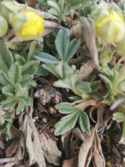 Potentilla tommasiniana, photographed by Ljaž