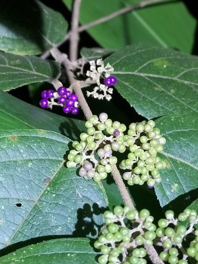Callicarpa pedunculata, photographed by Matthew Borella