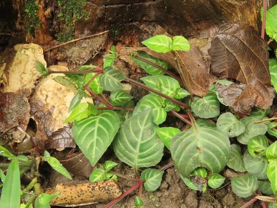 Lepidagathis inaequalis, photographed by chiuluan