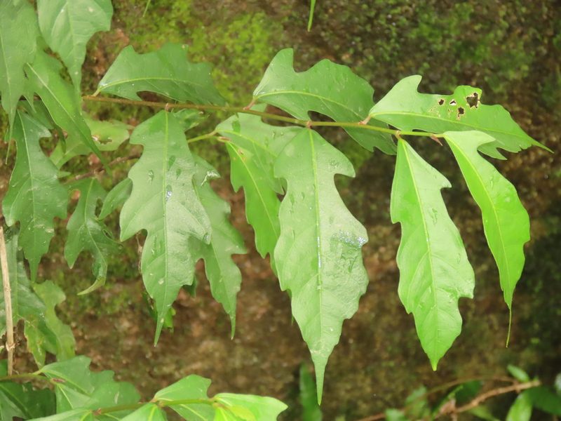 Ficus ampelos, photographed by chiuluan