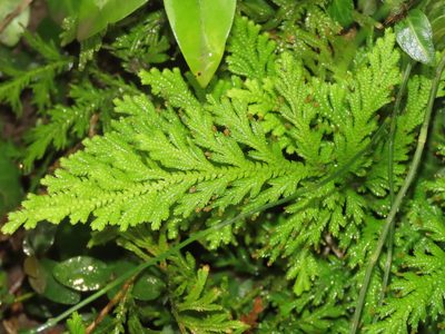 Selaginella moellendorffii, photographed by chiuluan