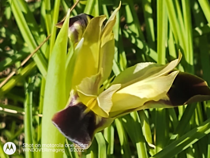 Iris tuberosa, photographed by Nigel Bentley