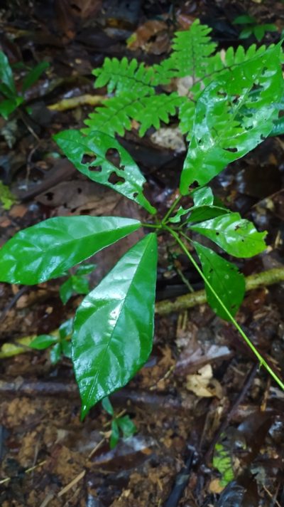 Pavonia castaneifolia, photographed by Guillaume Delaitre