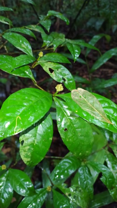 Eumachia guianensis, photographed by Guillaume Delaitre