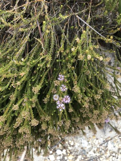 Agathosma cerefolia, photographed by Charleen Brunke