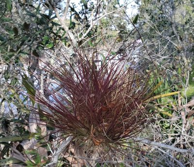 Tillandsia setacea, photographed by Laura Gaudette