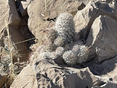 Pelecyphora tuberculosa, photographed by CK2AZ