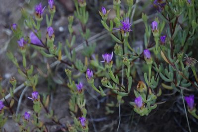 Lampranthus falcatus, photographed by Tony Rebelo