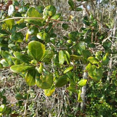 Quercus myrtifolia, photographed by Laura Gaudette