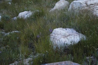 Muraltia heisteria, photographed by Tony Rebelo