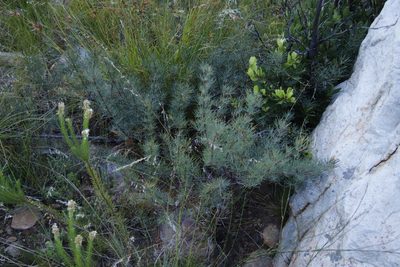 Searsia rosmarinifolia, photographed by Tony Rebelo