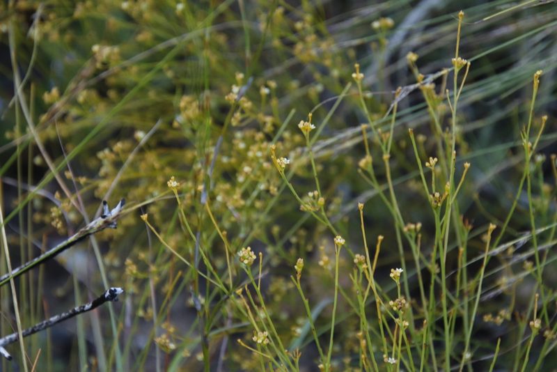 Thesium virgatum, photographed by Tony Rebelo