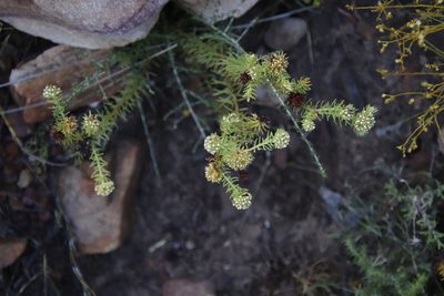 Thesium scabrum, photographed by Tony Rebelo