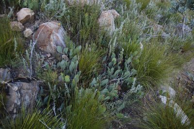 Protea acaulos, photographed by Tony Rebelo