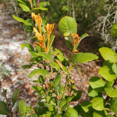 Lyonia fruticosa, photographed by Laura Gaudette