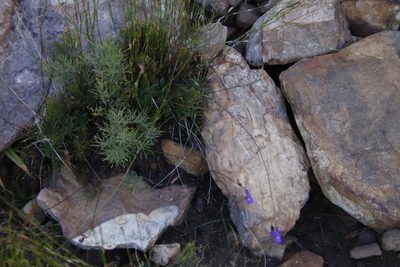 Searsia rosmarinifolia, photographed by Tony Rebelo