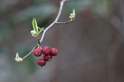 Aronia arbutifolia, photographed by Kim