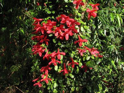 Asteranthera ovata, photographed by Cesar Ormazabal