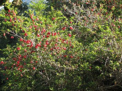 Crinodendron hookerianum, photographed by Cesar Ormazabal