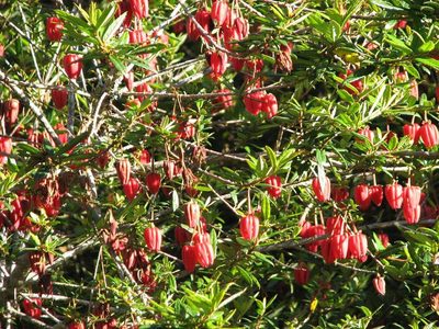 Crinodendron hookerianum, photographed by Cesar Ormazabal