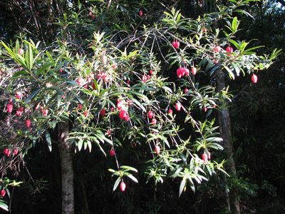 Crinodendron hookerianum, photographed by Cesar Ormazabal