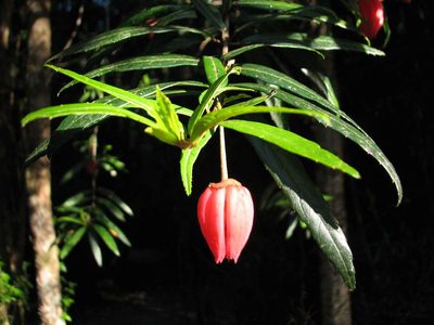 Crinodendron hookerianum, photographed by Cesar Ormazabal