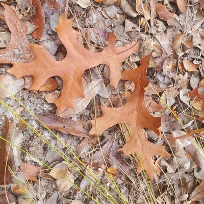 Quercus laevis, photographed by Laura Gaudette