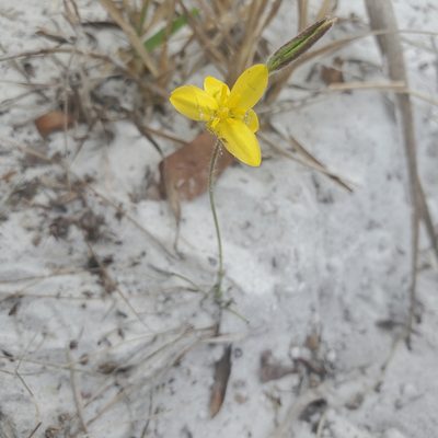 Hypoxis juncea, photographed by Laura Gaudette