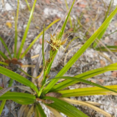 Rhynchospora megalocarpa, photographed by Laura Gaudette