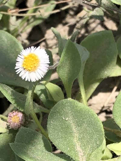 Erigeron leptorhizon, photographed by Antonio W. Salas