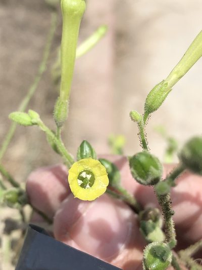 Nicotiana paniculata, photographed by Antonio W. Salas
