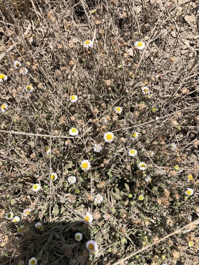 Erigeron leptorhizon, photographed by Antonio W. Salas