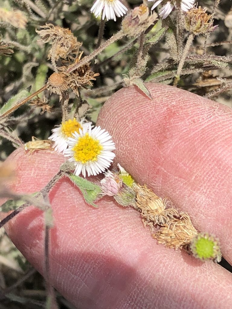 Erigeron leptorhizon, photographed by Antonio W. Salas