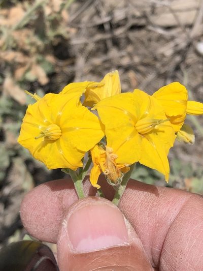 Solanum corneliomulleri, photographed by Antonio W. Salas